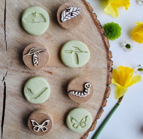 Butterfly Life Cycle Oak Stamps