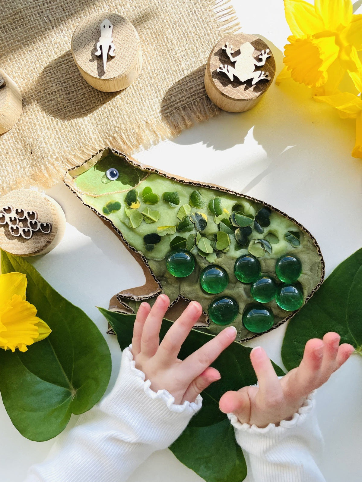 Frog Life Cycle Oak Stamps